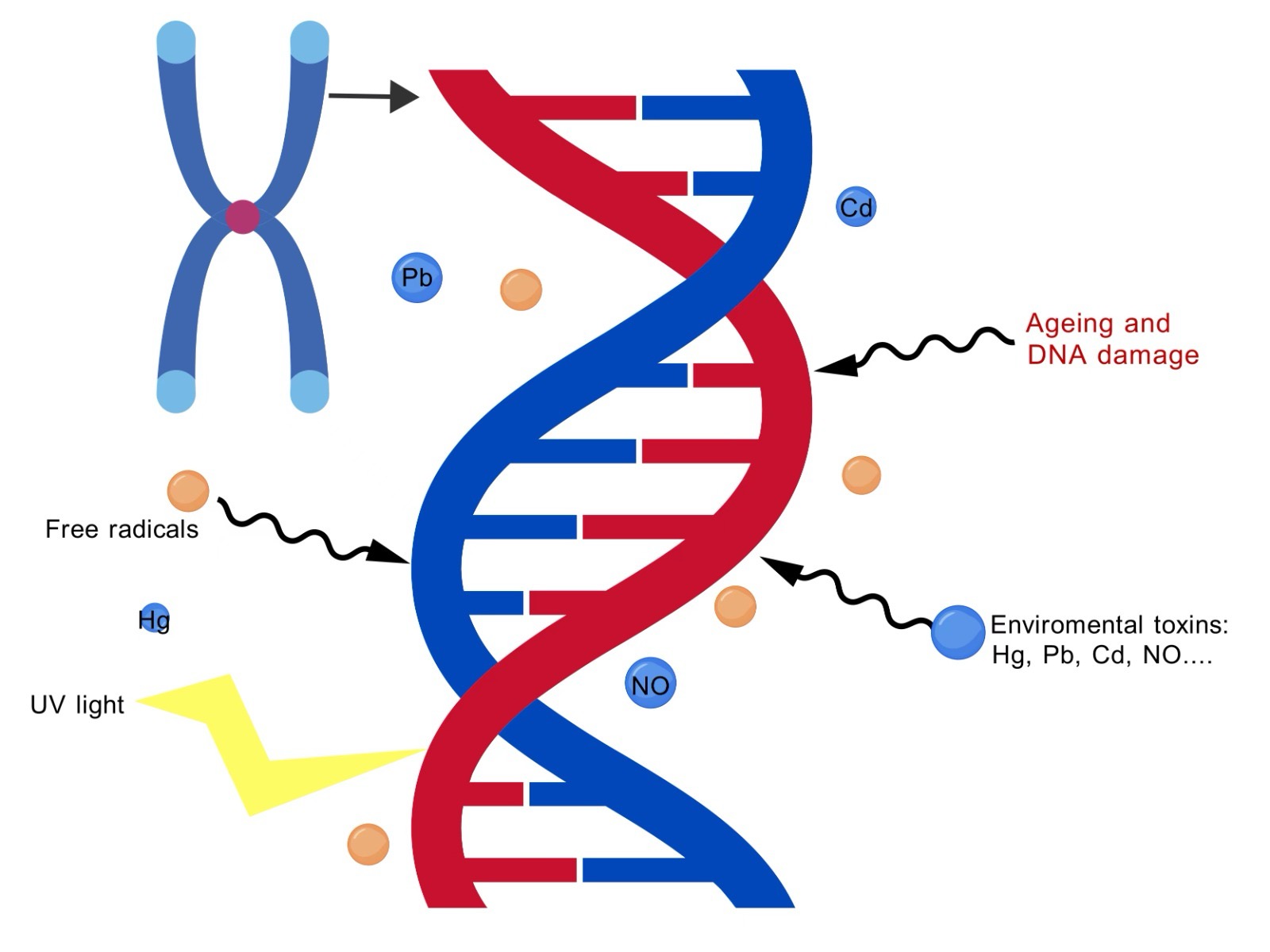 DNA diagram