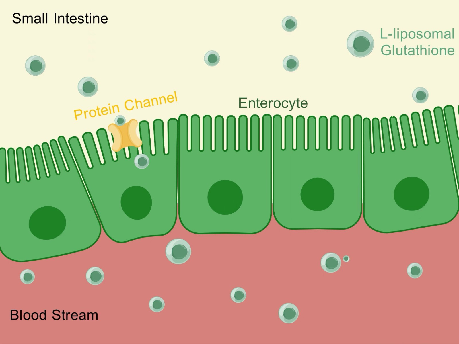 Liposome absorption diagram